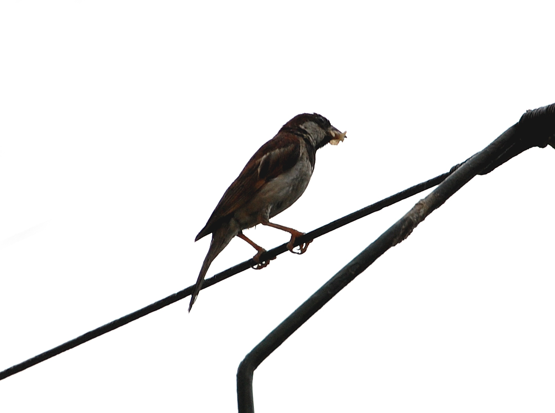 bird bird